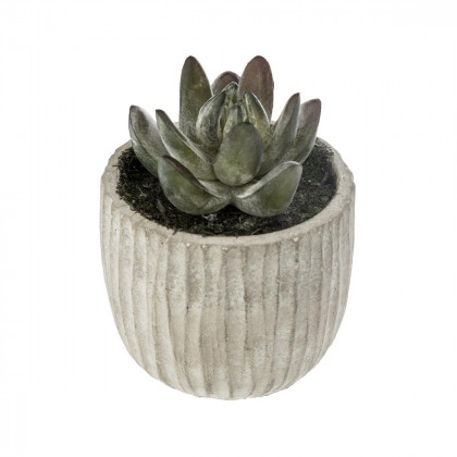 Plante Succulente dans pot en ciment H 9 cm collect moments