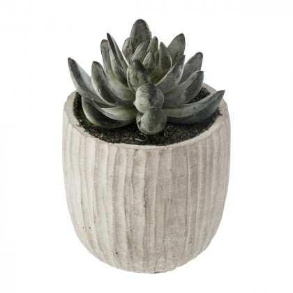 Plante Succulente dans pot en ciment H 12 cm collect moments