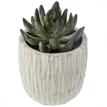 Plante Succulente dans pot en ciment H 14 cm collect moments